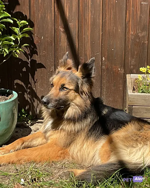 Chien berger allemand · Tempo
