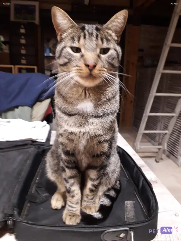 Chat tigré · Loupio