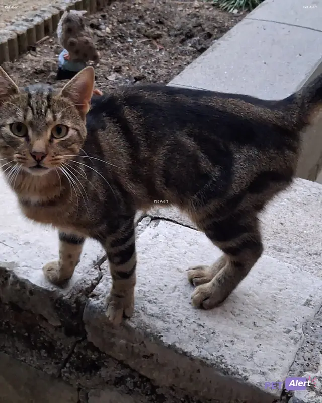 Chat européen