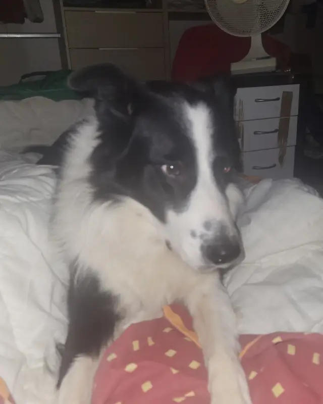 Chien border collie · Leica