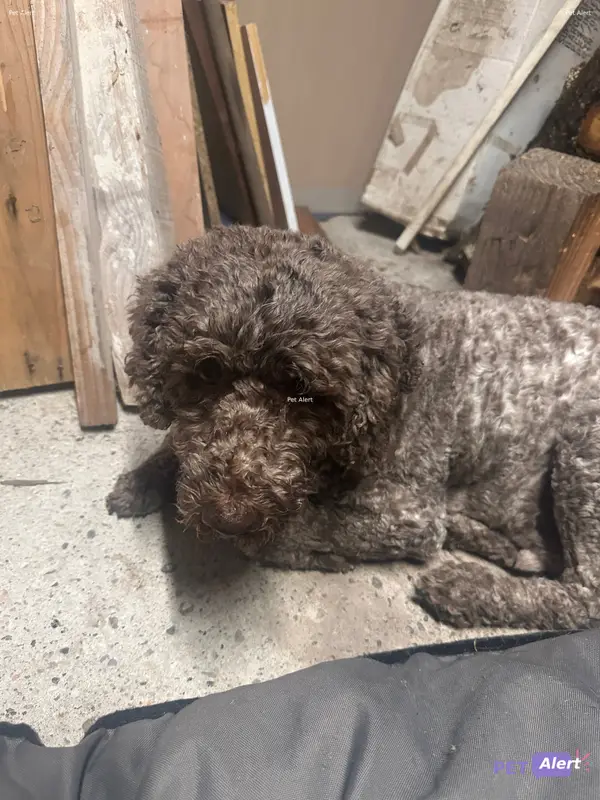 Chien gris, marron