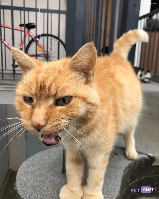 Chat roux