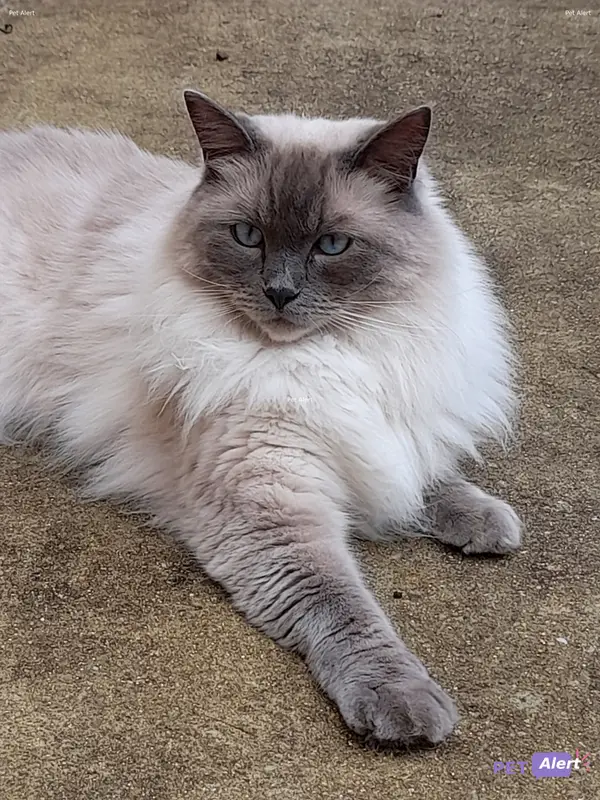 Chat ragdoll · Pollux