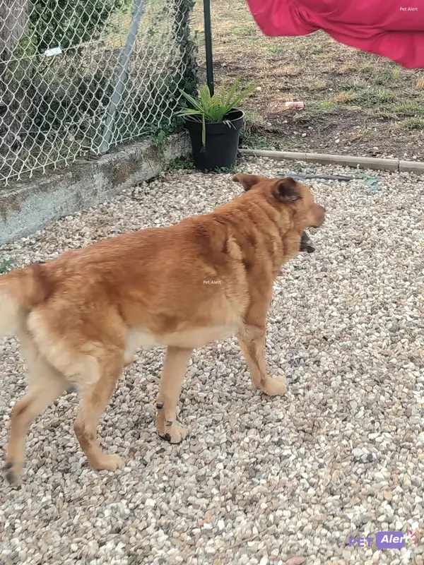 Chien marron