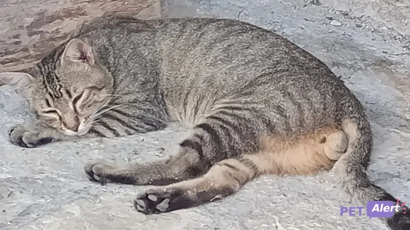 Chat européen · Léo