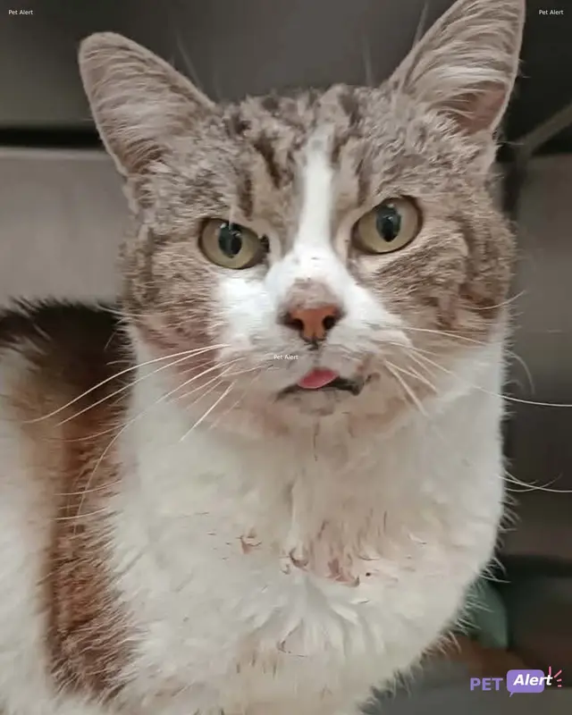 Chat européen