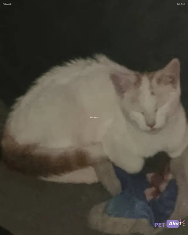 Chat