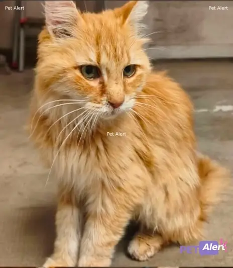 Chat roux