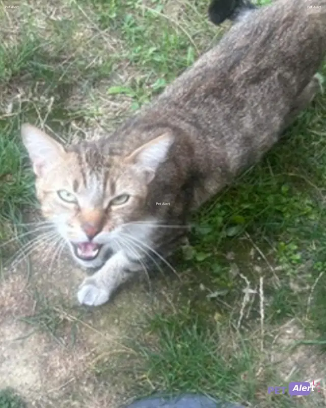 Chat européen