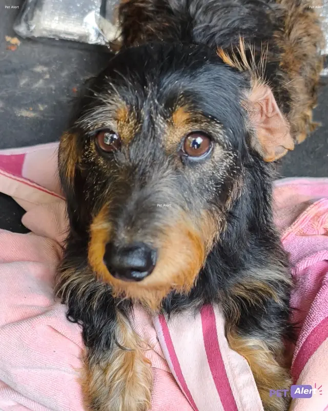 Chien teckel