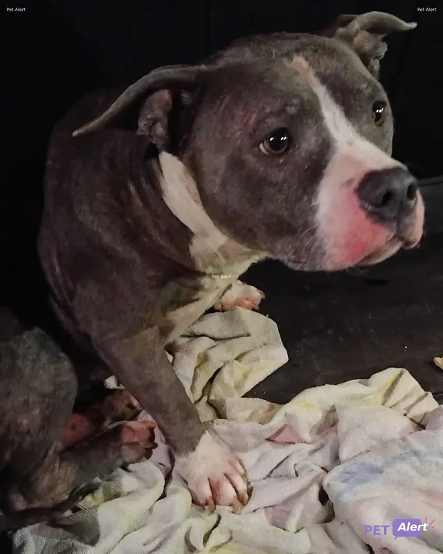 Chien staffordshire bull terrier
