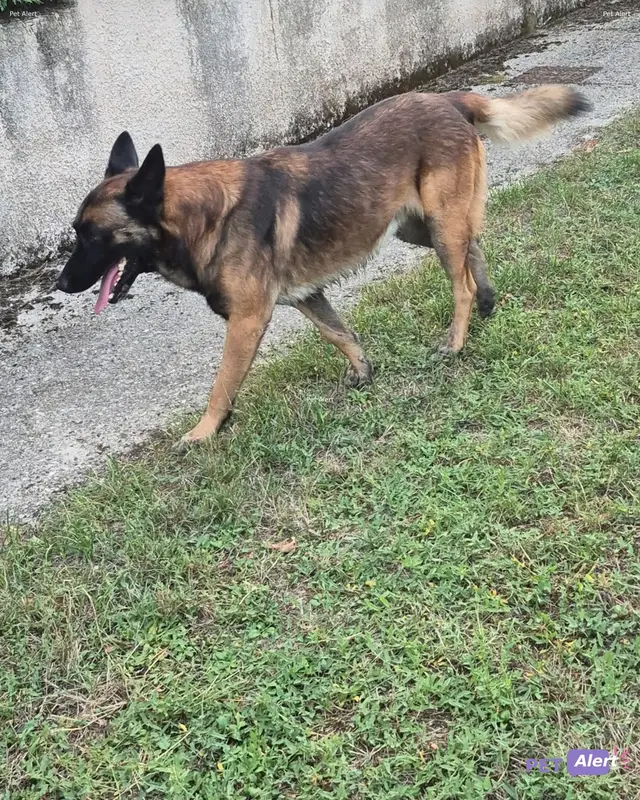 Chien malinois