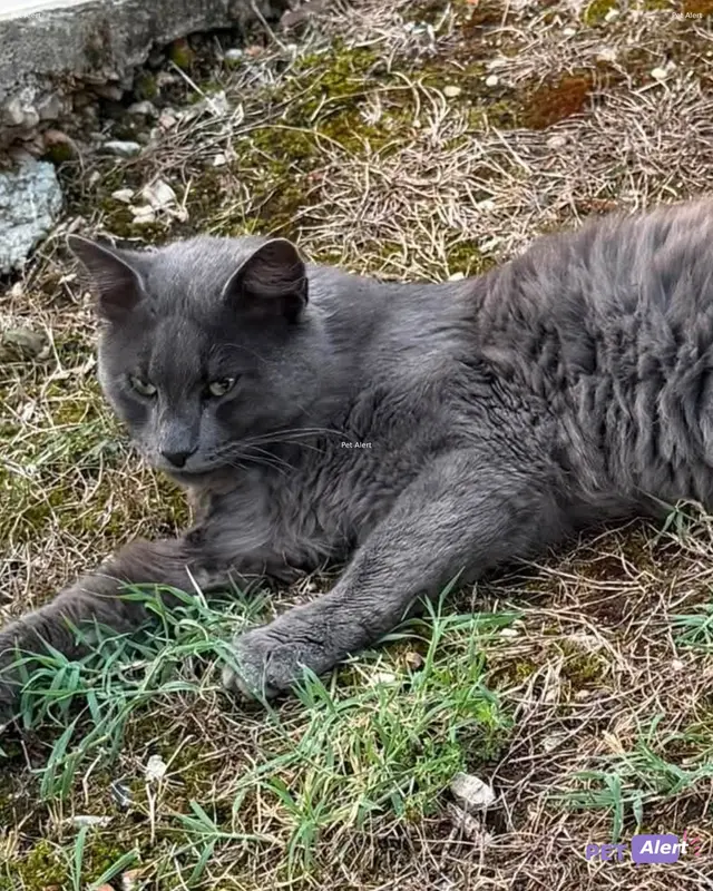 Chat bleu russe