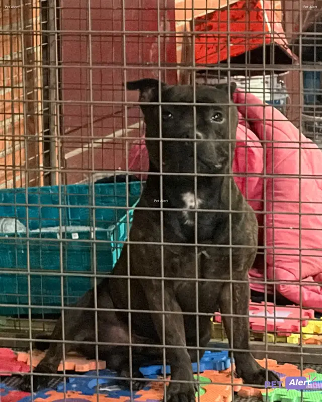 Chien staffordshire bull terrier