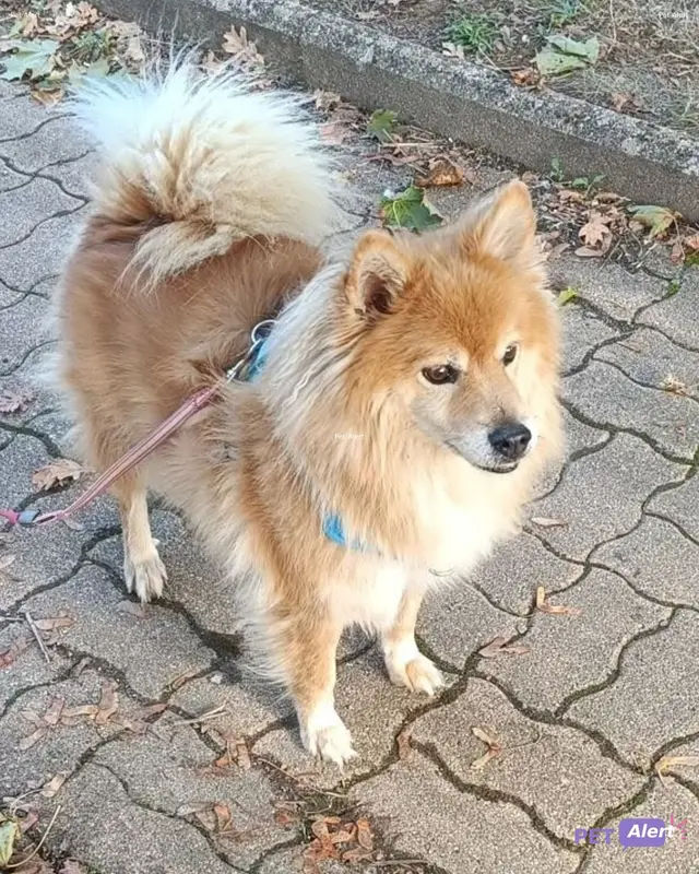 Chien spitz allemand