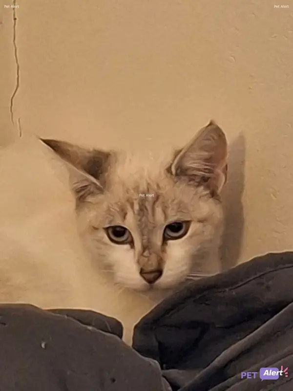 Chat blanc
