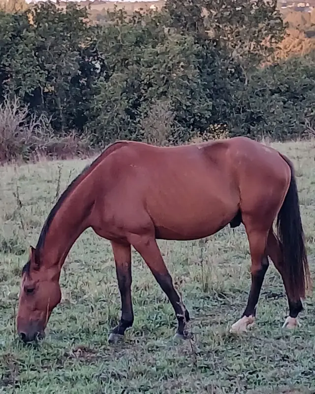 Animal