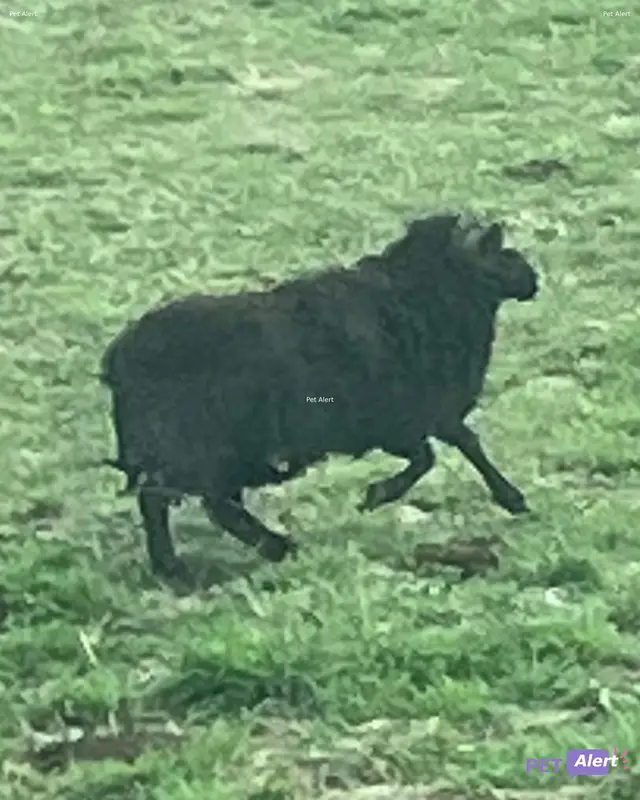 Animal sheep