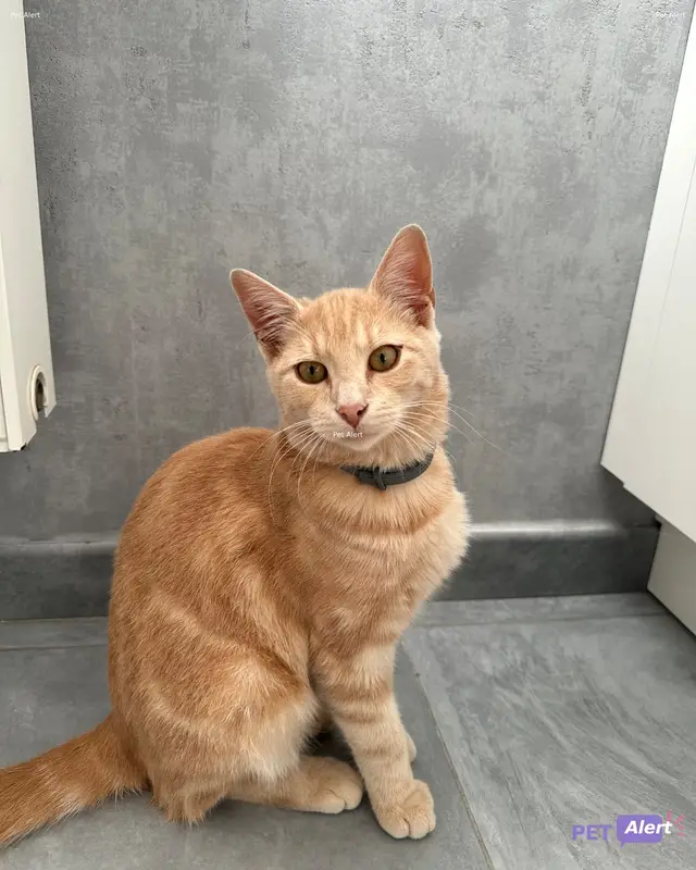Chat roux, beige