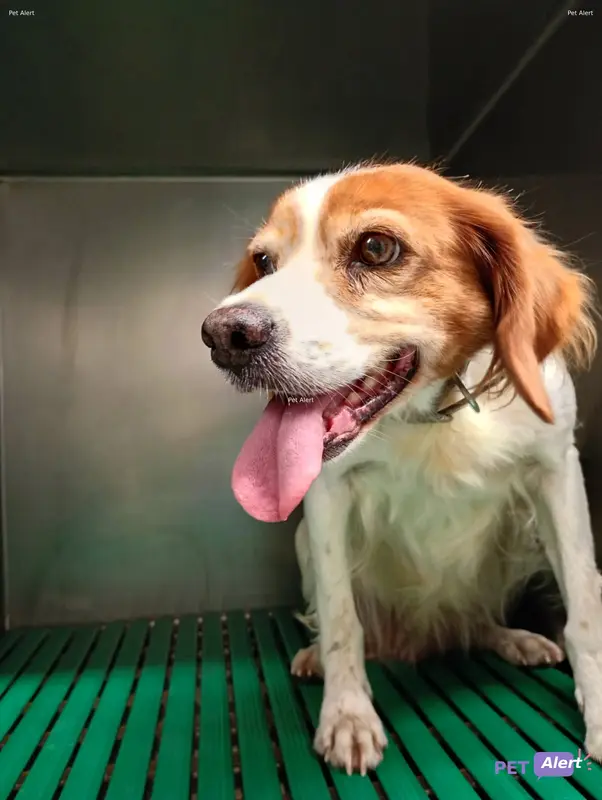 Chien épagneul breton