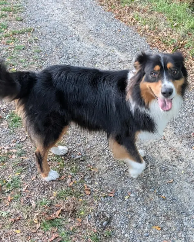 Chien berger australien