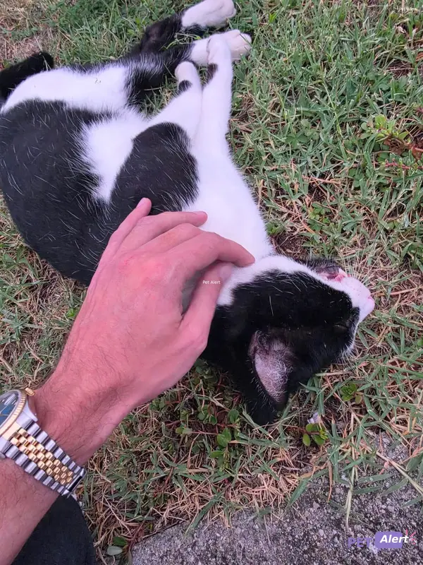 Chat européen