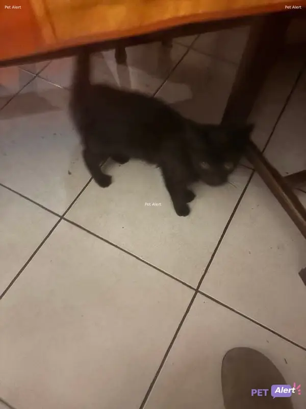 Chat noir