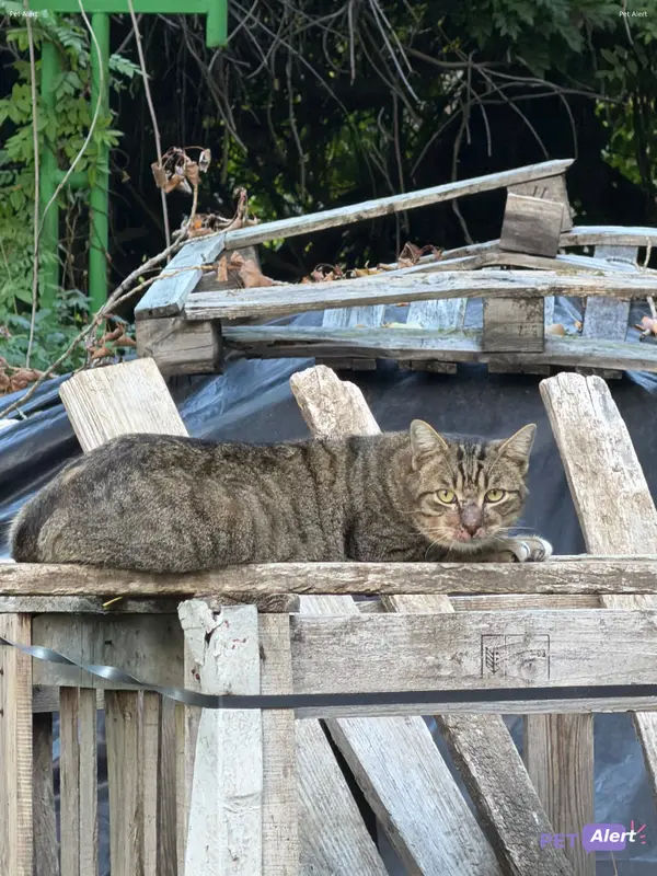 Chat tigré