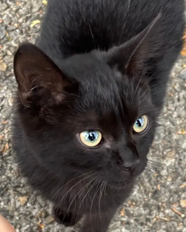 Chat noir