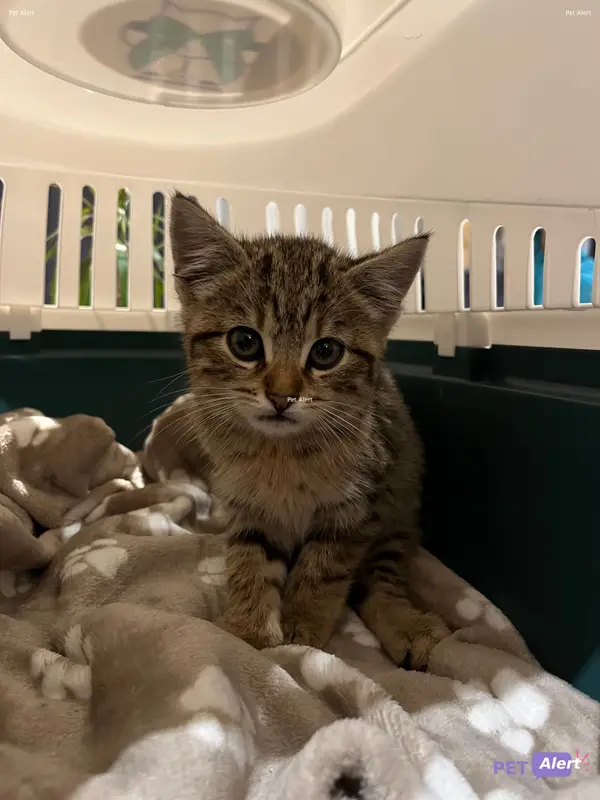Chat tigré