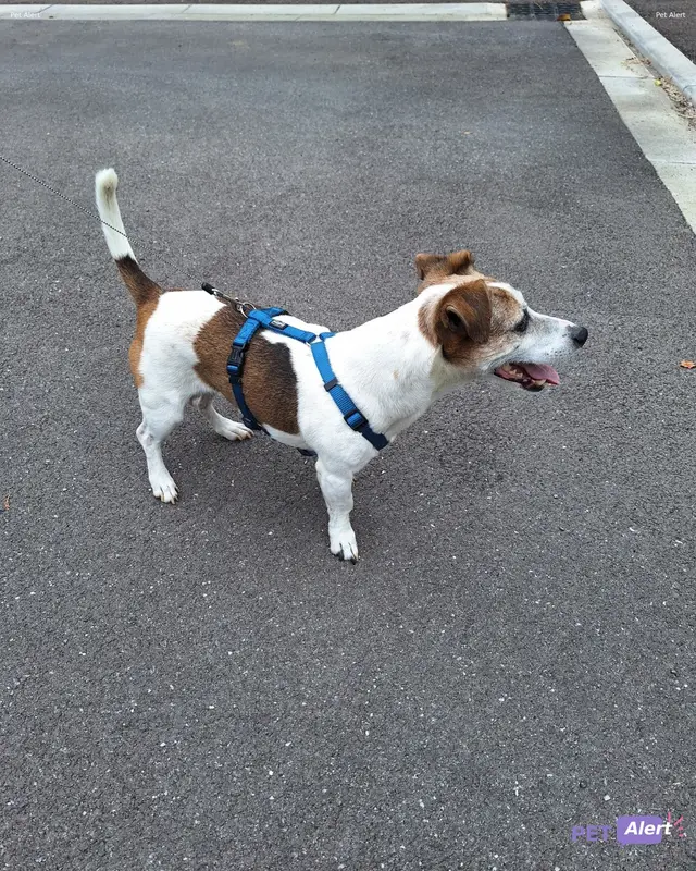 Chien jack russell