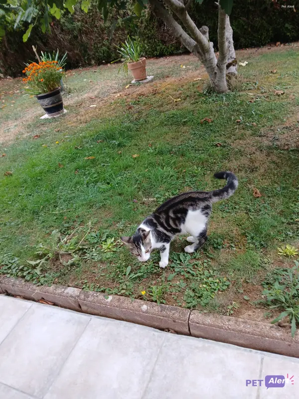 Chat européen