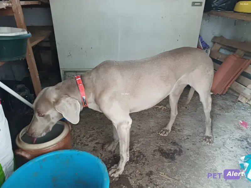 Chien gris