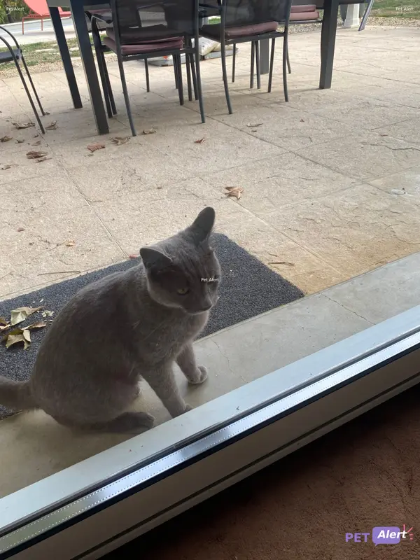 Chat chartreux