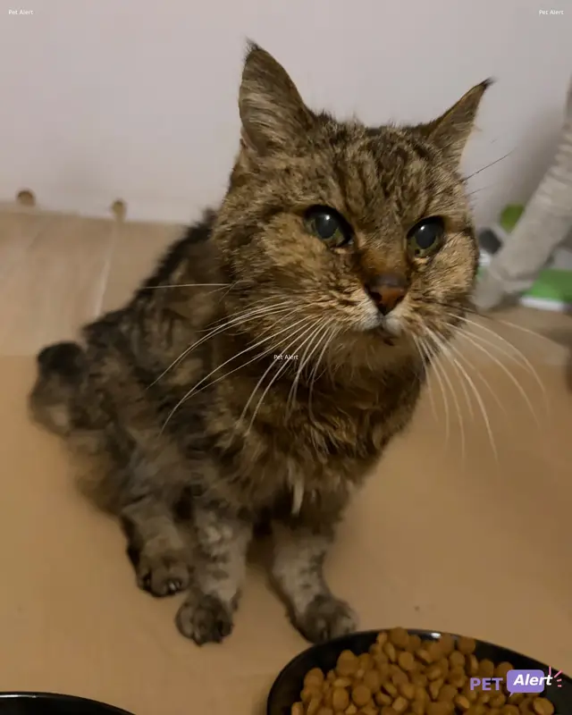 Chat marron