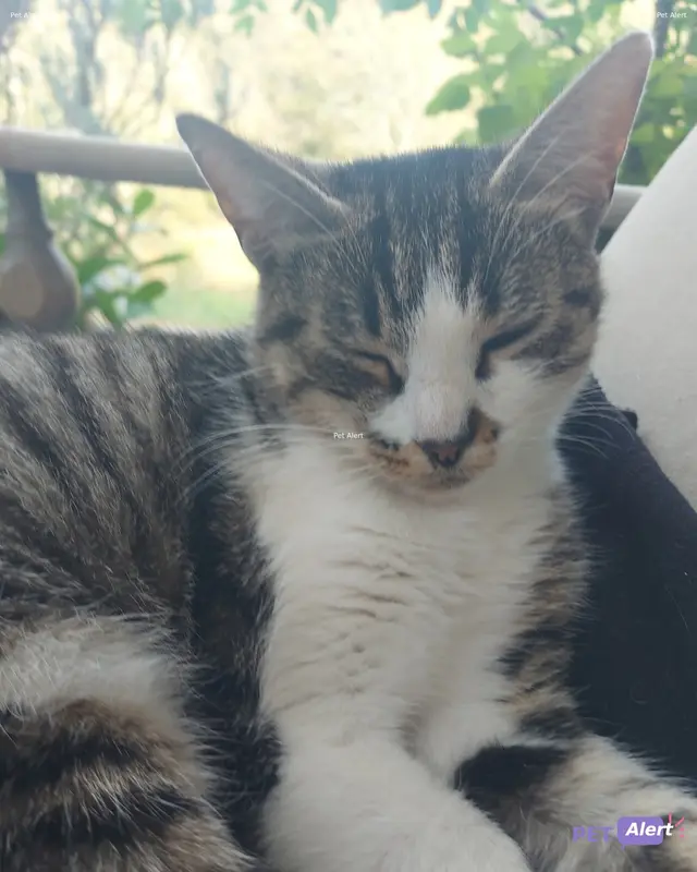 Chat tricolore