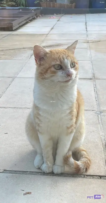 Chat fauve