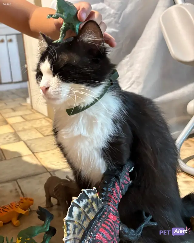 Chat noir, blanc · Marcel