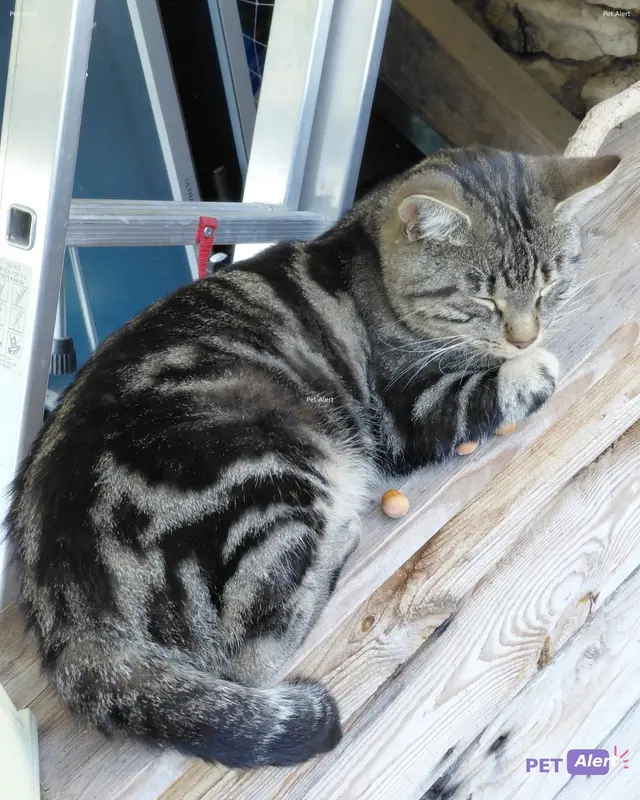 Chat tigré