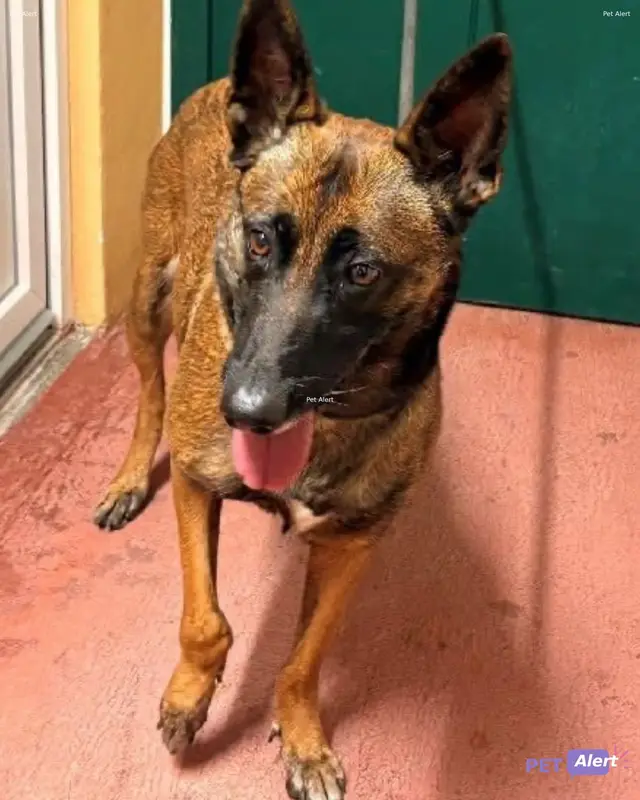 Chien malinois