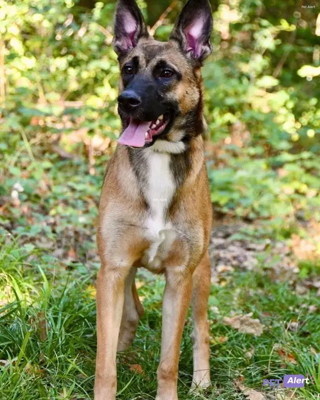Chien malinois