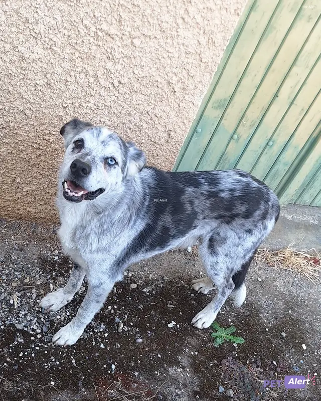 Chien noir, blanc, gris