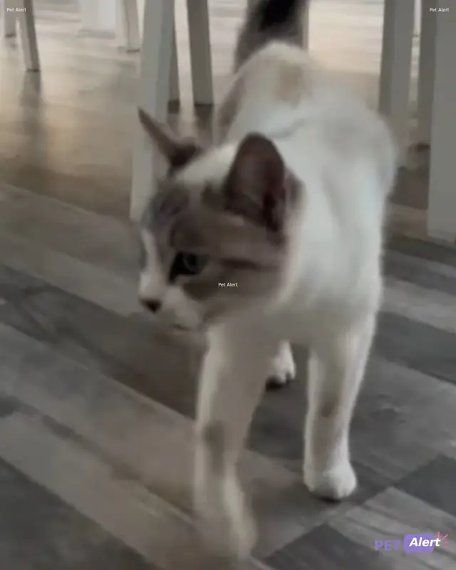 Chat