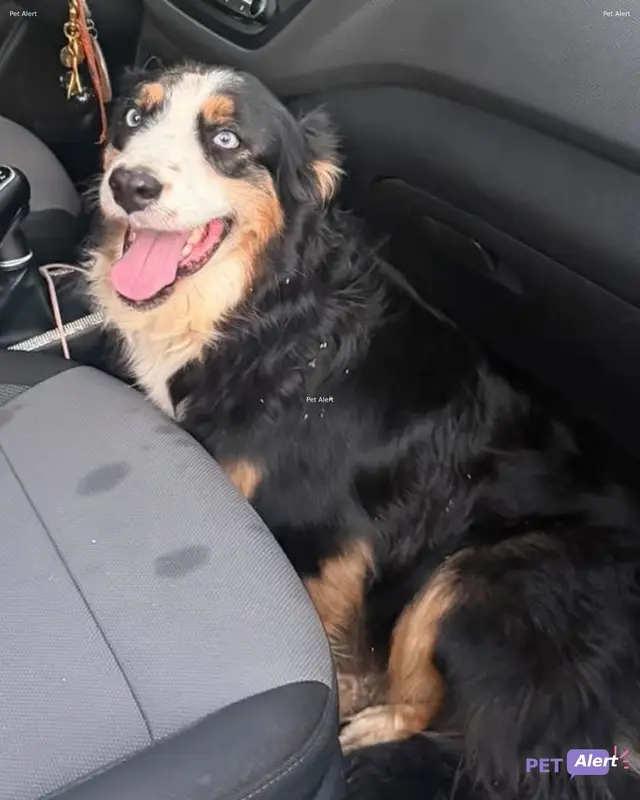 Chien berger australien