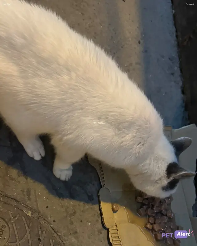 Chat blanc