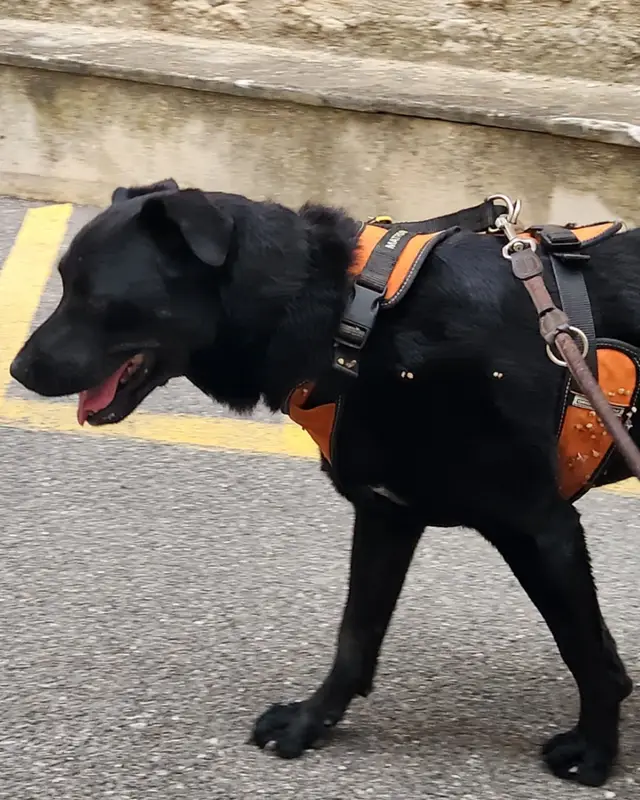 Chien labrador retriever