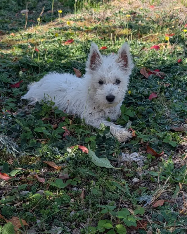 Chien blanc