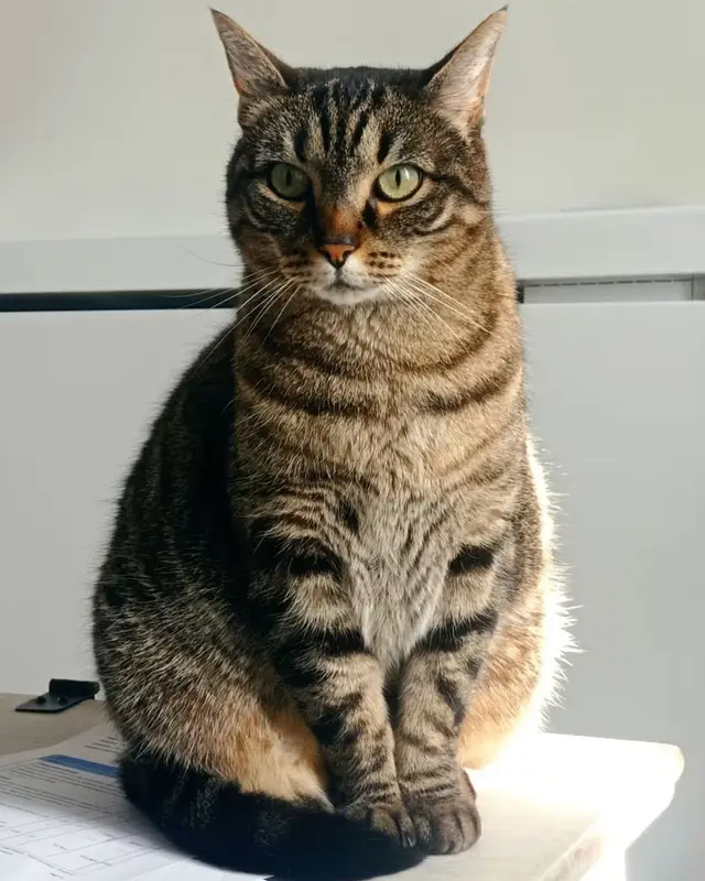 Chat européen · Maya