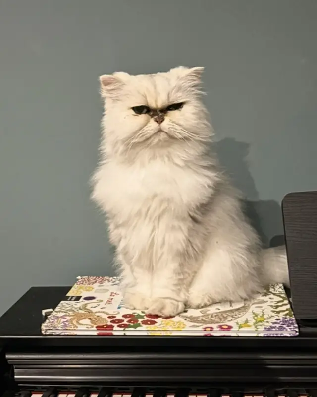 Chat persan · Naya