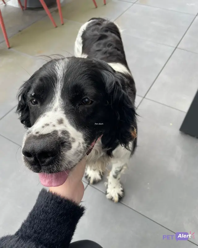 Chien springer anglais